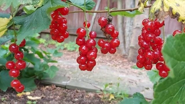   Смородина на кусте - свежий урожай 7  5