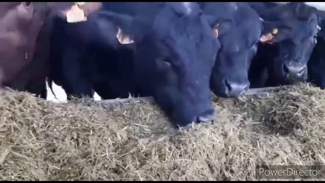 НОВОСТИ ИЗ ПОРТУГАЛИИ ОТ НАШЕЙ НАДЕЖДЫ