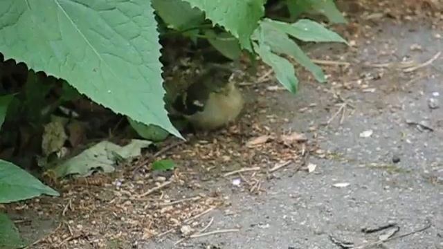 Птенец зяблика вылетевший из гнезда