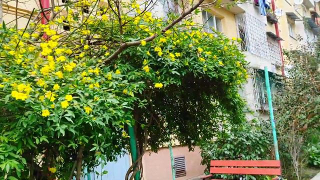 Обзор📽️🎬🎞️ саженцев 450₽, Мимоза, Розмарин, Жасмин голоцветковый. 🌼🌿
