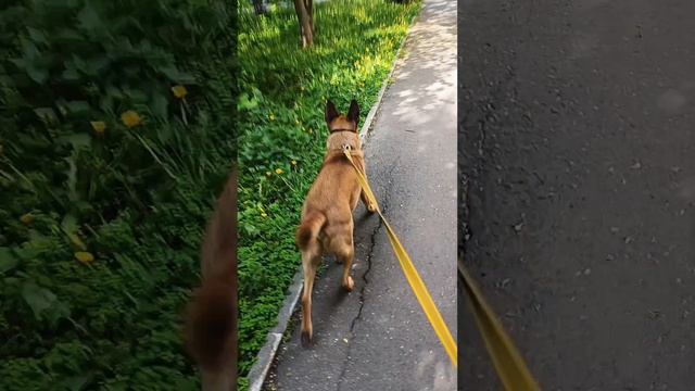 Гас и Нарси