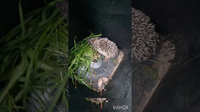 ёж пришёл на день рожденья