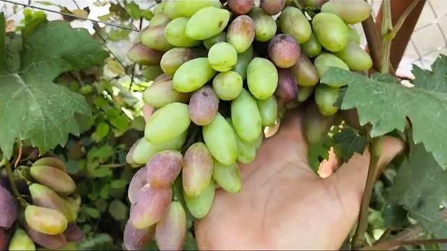 АВТОГРАФ (Гриф) - виноград с очень крупной ягодой и большими гроздями селекции Калугина Виктора