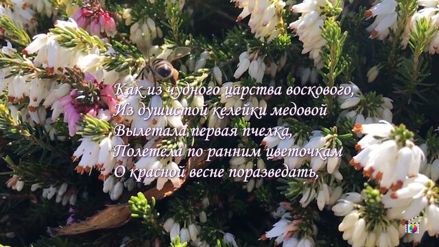 Пушкин А.С. Еще дуют холодные ветры. Стихи о весне.