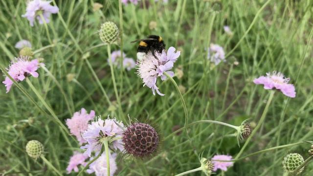 Duifkruid ~ Scabiosa columbaria  |  NL Bloeit! ~ Planten van hier