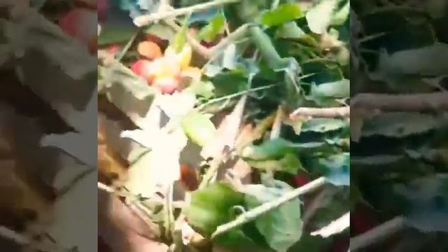 Алыча Кубанская 2021 Кладовая Кубани