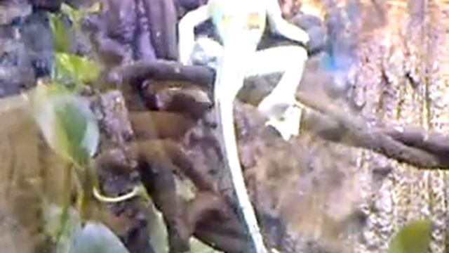 Хамелеон на выставке бабочек на ВВЦ