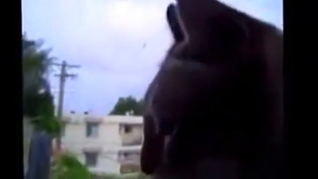 Кошка подражает курице