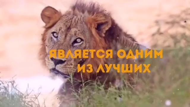 На сколько полезно игнорировать? львы лев игнорирование