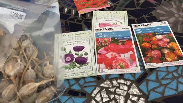 Winter Sowing Poppy Seeds!!