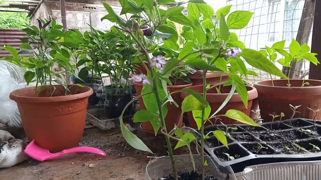 ВЫСАДКА ОСТРЫХ ПЕРЦЕВ В БОЛЬШОЙ ГРУНТ рассада пикировка перец