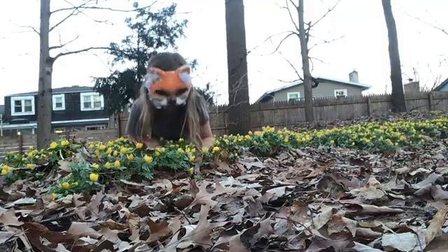 Foxy_playing_around_in_yellow_flowers__fox__fox_therian__theriangear__woods__flowers_25062024053257_