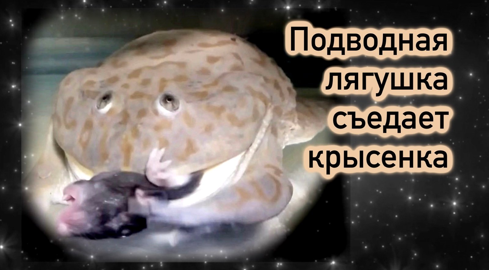 Подводная лягушка съедает крысенка