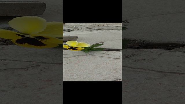 цветок пророс в бетонной плитке