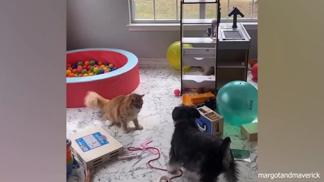 When your cats who can't deny their love for dogs ?