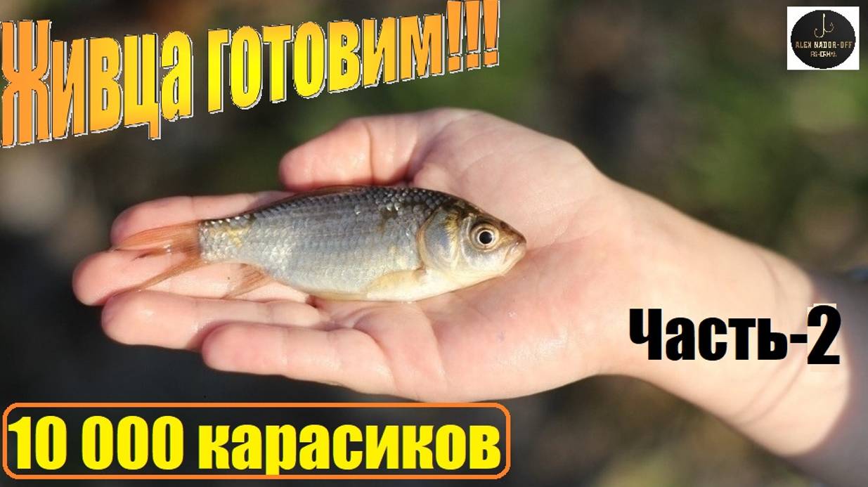 Снова поймали 10.000 карасиков(малька). Заготовка ЖИВЦА для зимней рыбалки на Жерлицах. Часть-2.