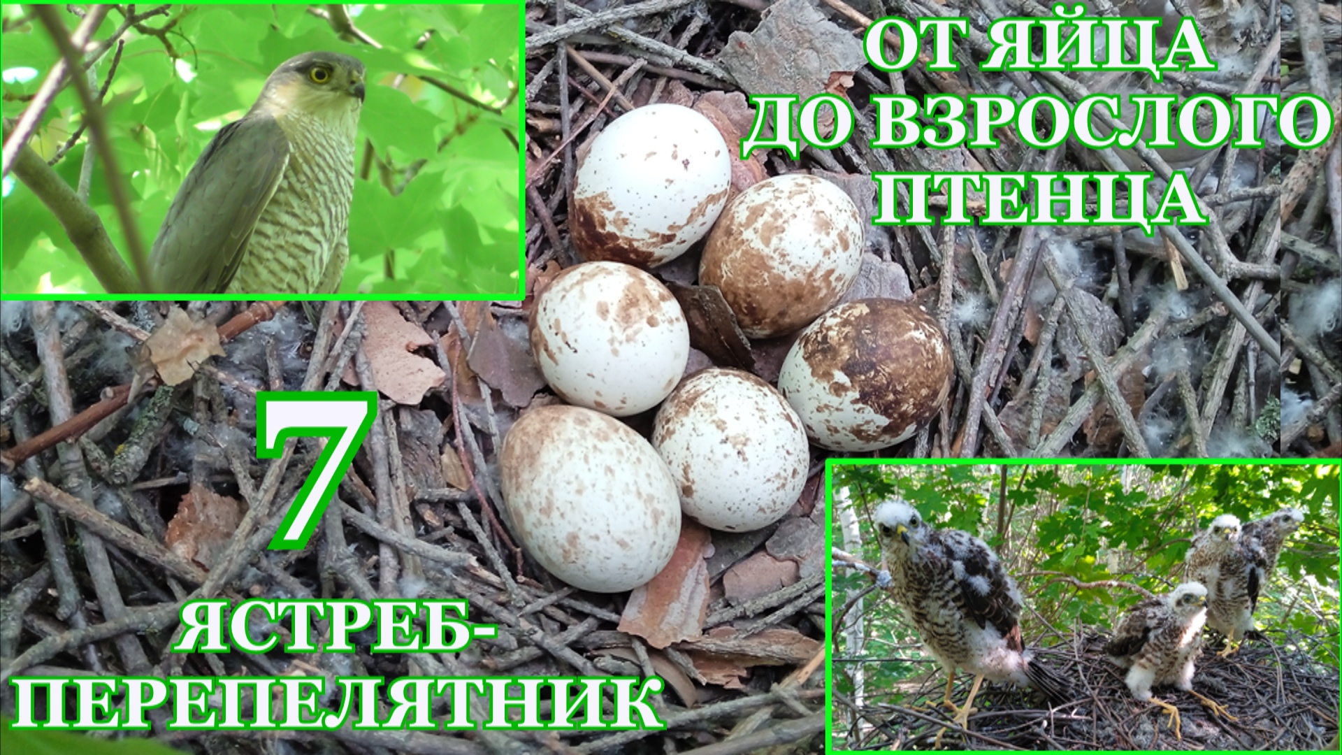 От яйца до взрослого птенца. Ястреб-перепелятник ( Accipiter nisus ).  7 часть