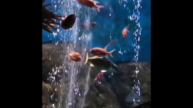 ВИДЕО релакс для успокоения нервной системы.Поможет расслабиться и крепко уснуть. Океанариум В Сочи.