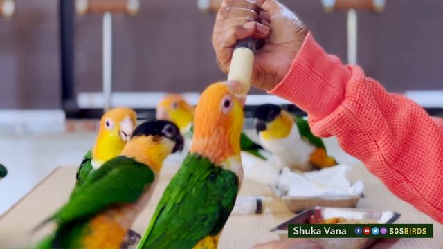 Sri Swamiji with beautiful and amazing Parrots of Shuka Vana