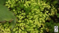 Ferns