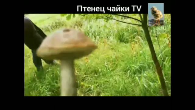 Собираем грибы в Павловске 2023 1 серия