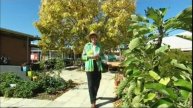 Royal Talbot Rehabilitation Centre Sensory Garden on Gardening Australia - July 2007