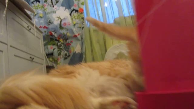 Kitten teething.У котенка режутся зубы.