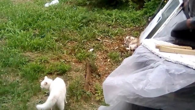 Победа белой кошки