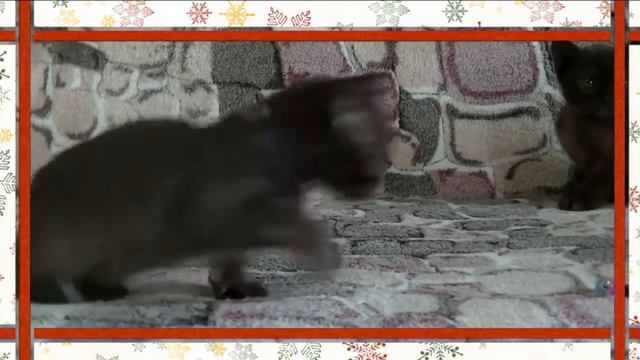 Бурманская девочка Алиса