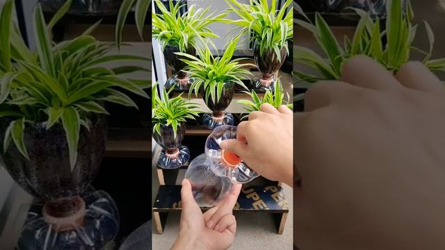 Amazing Vertical Garden Using Plastic Bottles, Portulaca (Moss Rose) Garden on Wall