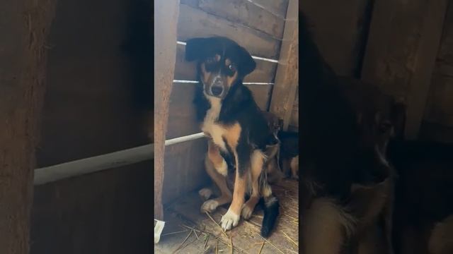 Собака в добрые руки