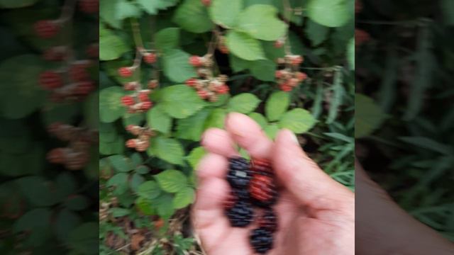 в г.Севастополе ежевика растёт в каждом углу