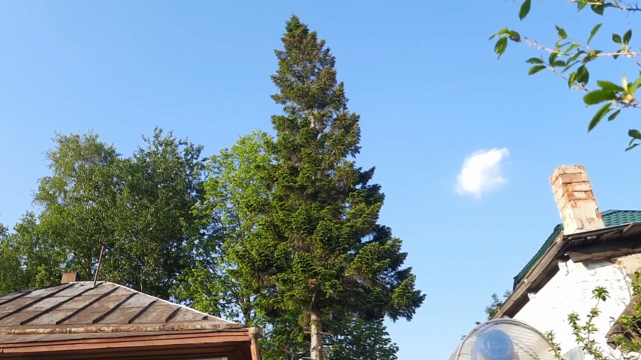 Спилить высокое дерево без спецтехники, реально ли? Показываю, насколько это возможно.