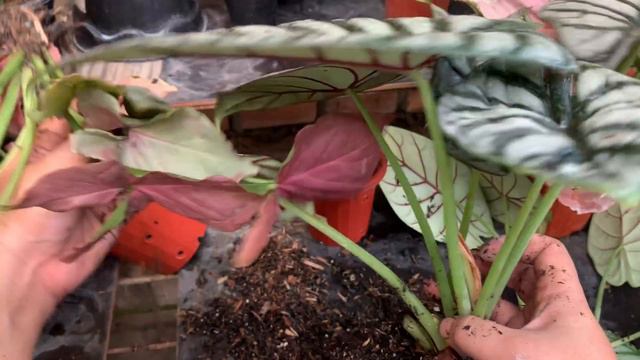 Kebahagiaan bagi seorang pemula yang berhasil merawat alocasia