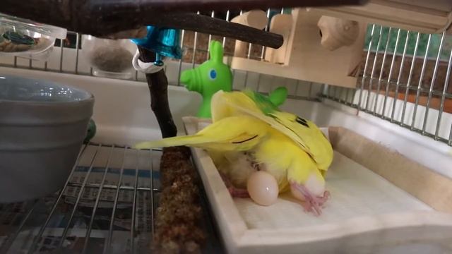 Budgie laying an egg