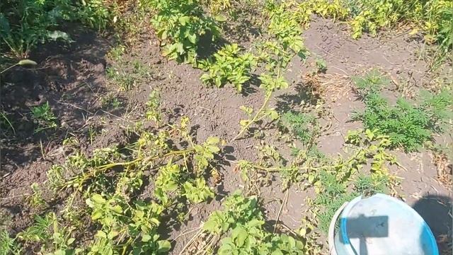 Урожай картофеля сорт галла 2022 Краснодарский край