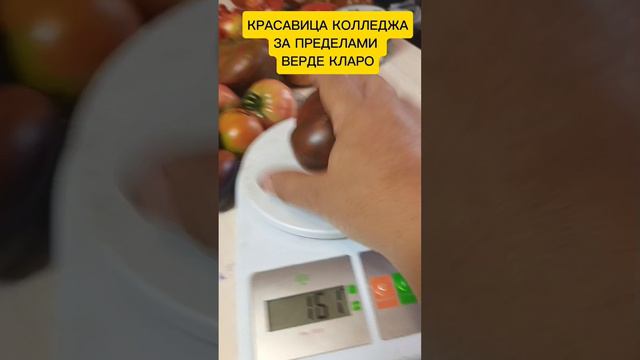 Томаты Грудь Венеры, Красавица колледжа Верде Кларо.mp4