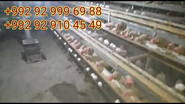 Срочна ба Фуруш Мурги Тухми ? Фурхта Мешад