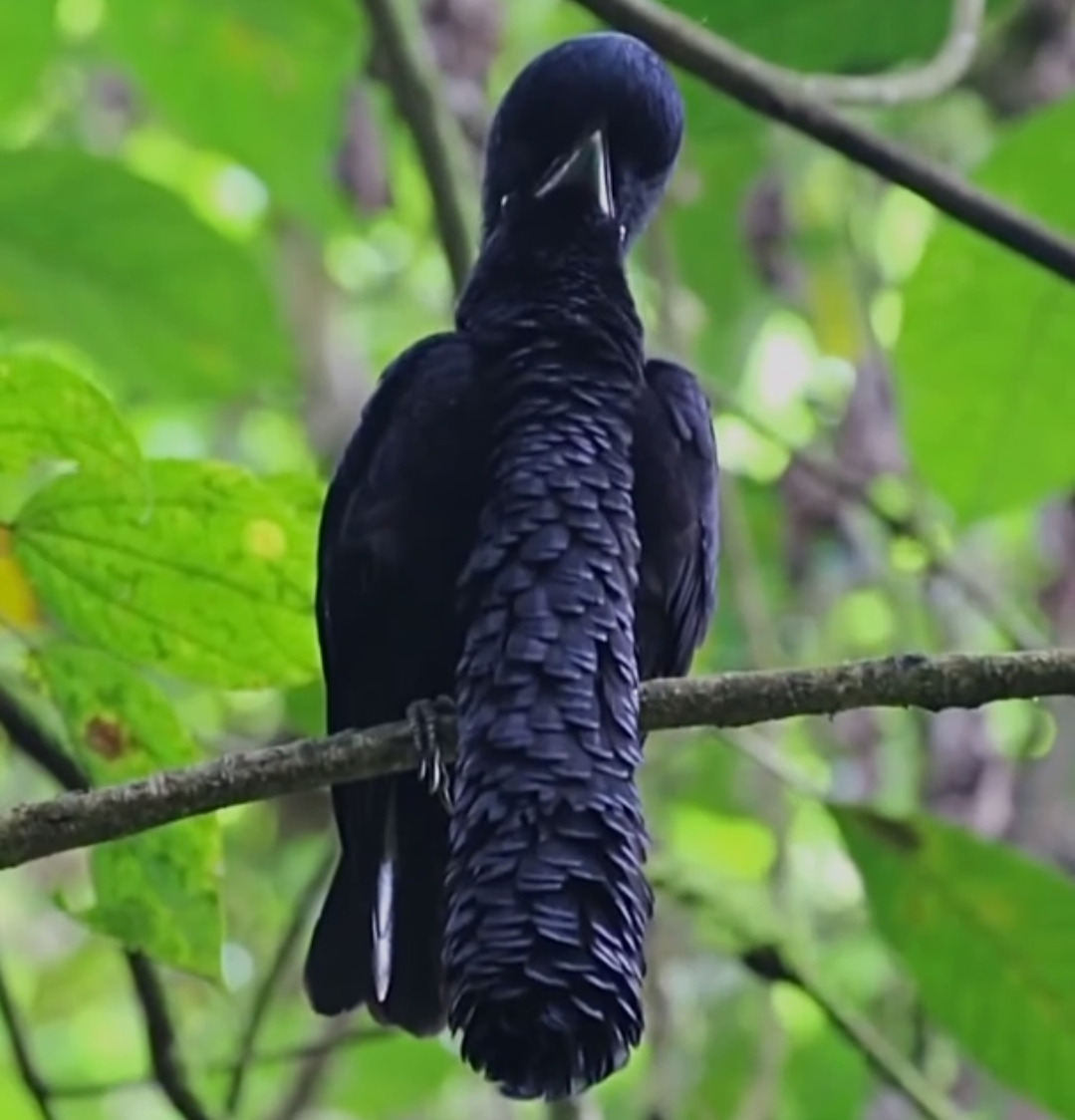 Long-wattled Umbrellabird. WooGlobe