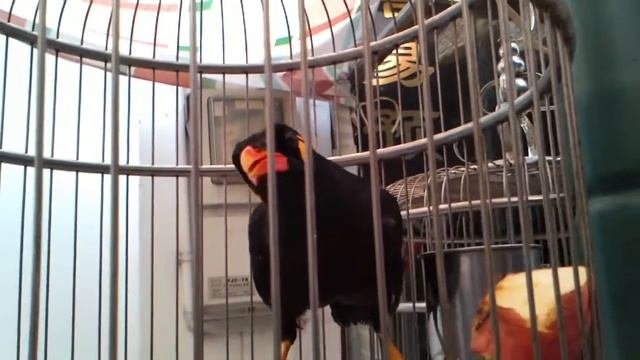 Поющая птичка.3gp