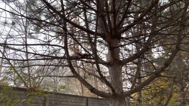 Как приручить белку/How to tame a squirrel