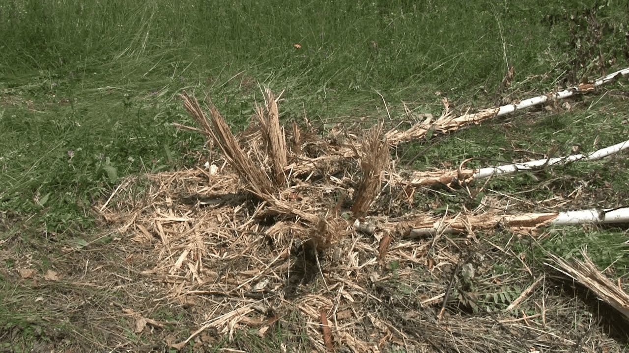 Бийчане возмущены вырубкой деревьев в лесном массиве на АБ