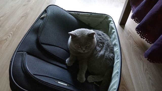 Кот Тихон собирает чемодан