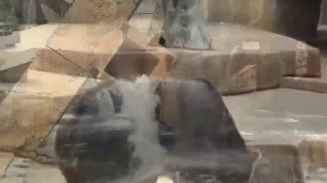 Симпатичные Дикие животные медведи - Милые животные видео сборник