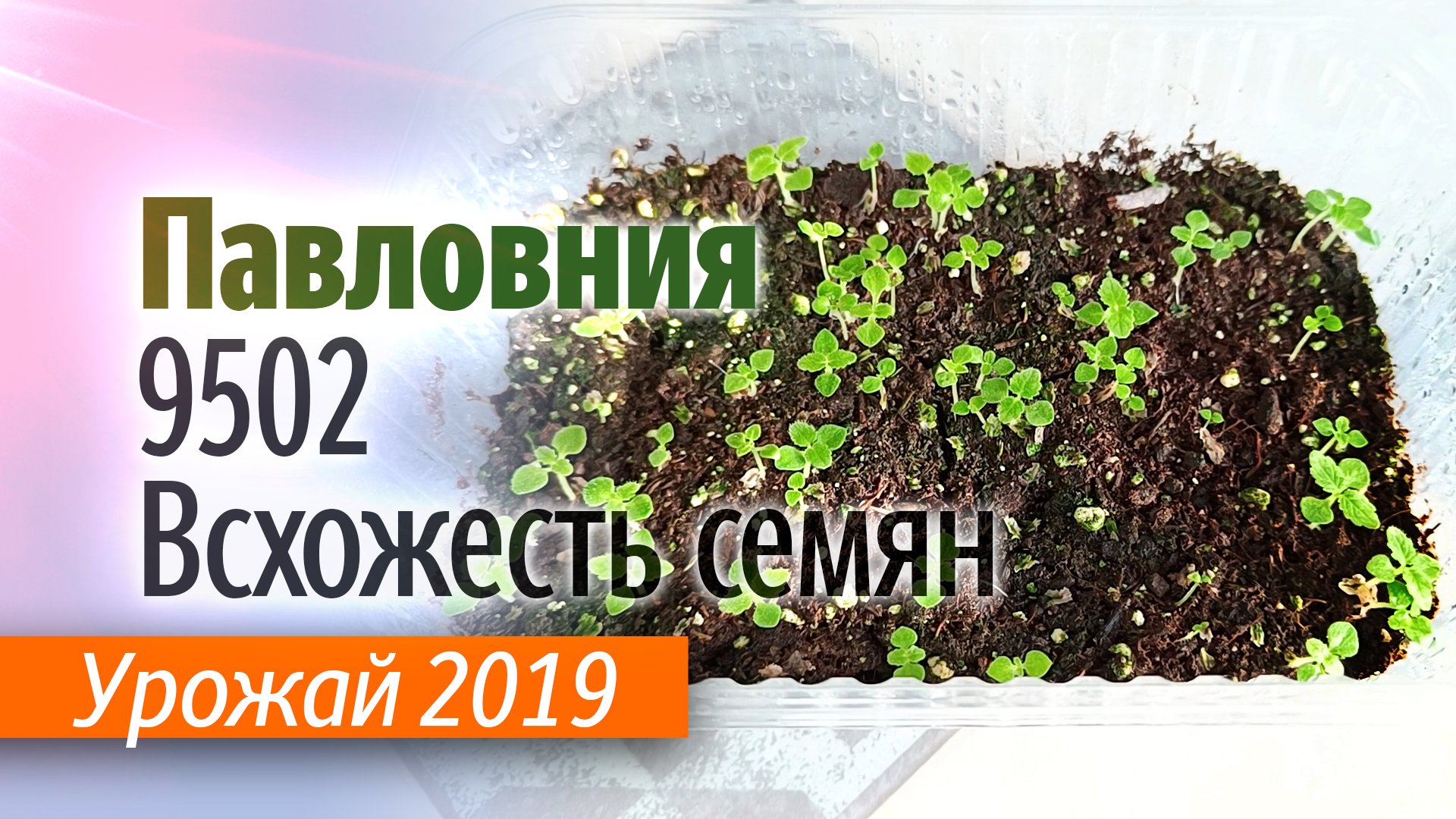 Проверка всхожести семян Павловнии гибрид 9502 урожай 2019