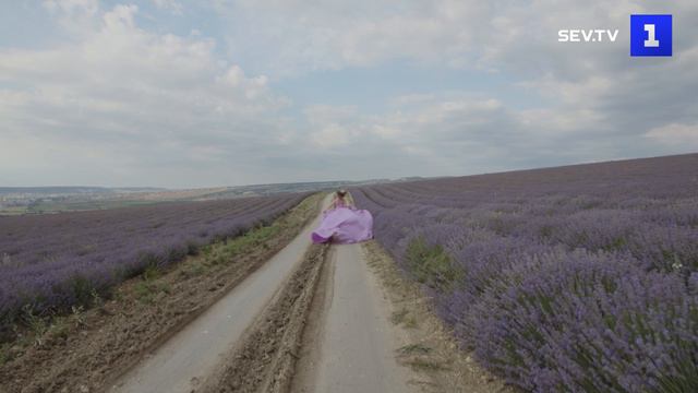 Фиолетовое великолепие: в Тургеневке – пик цветения лаванды