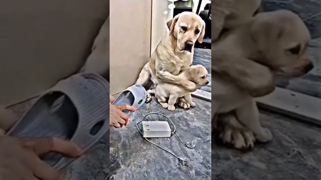 Собака защищает щенка #приколы #собака #юмор #топ #рекомендации
