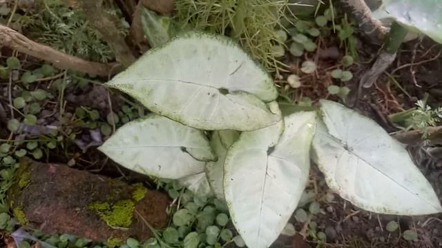 syngonium white tisu #shortsvideo #tanamanhias #wow #cantik #syngoniumwhitestissu