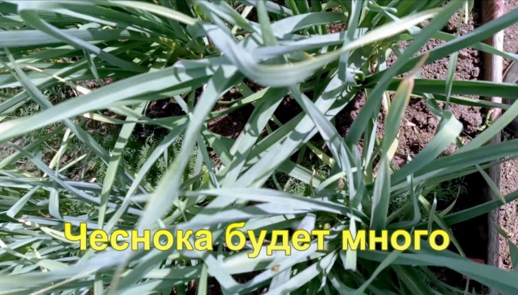 "Чеснока будет в десять раз больше чем обычно."#сад#огород#дача