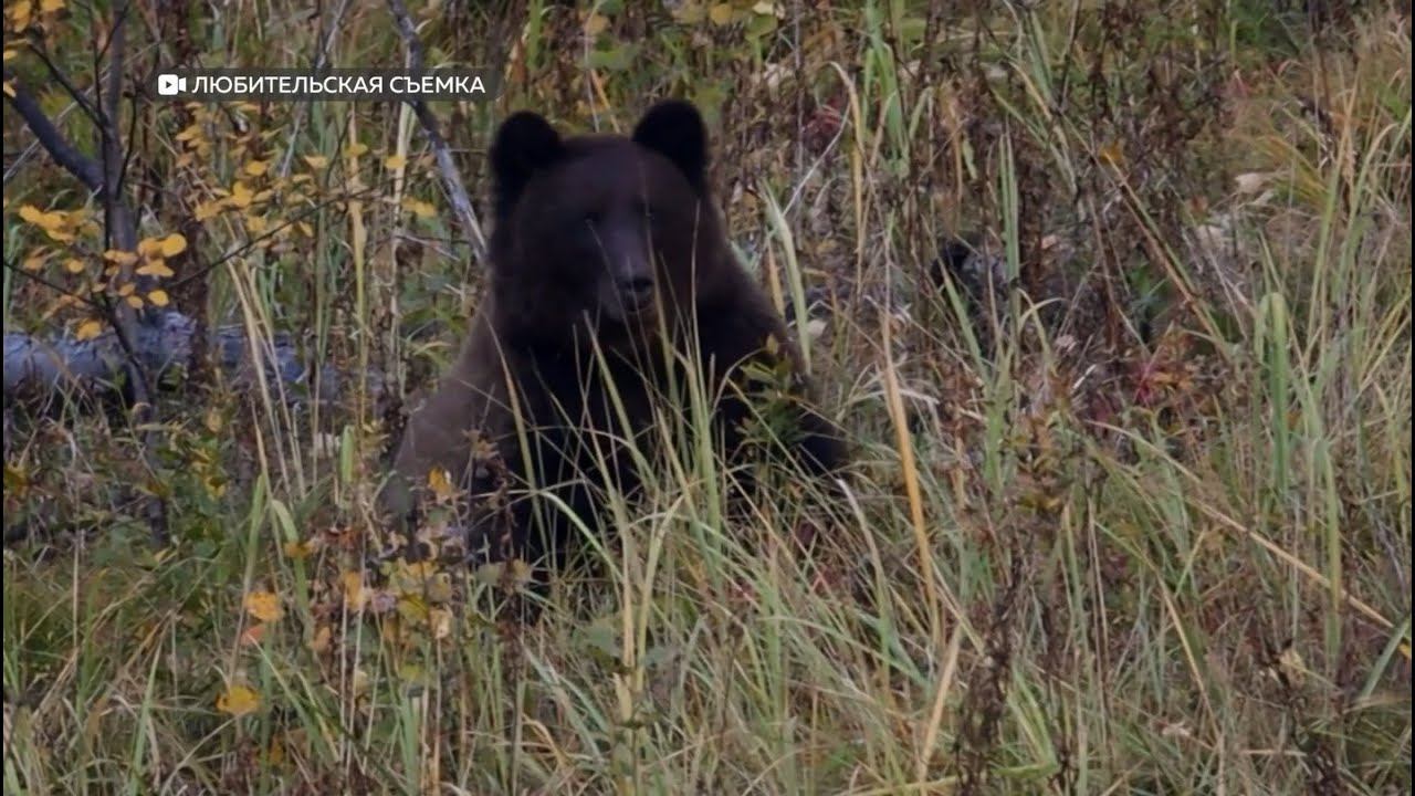 С чем связано «медвежье нашествие» в Алтайском крае? (